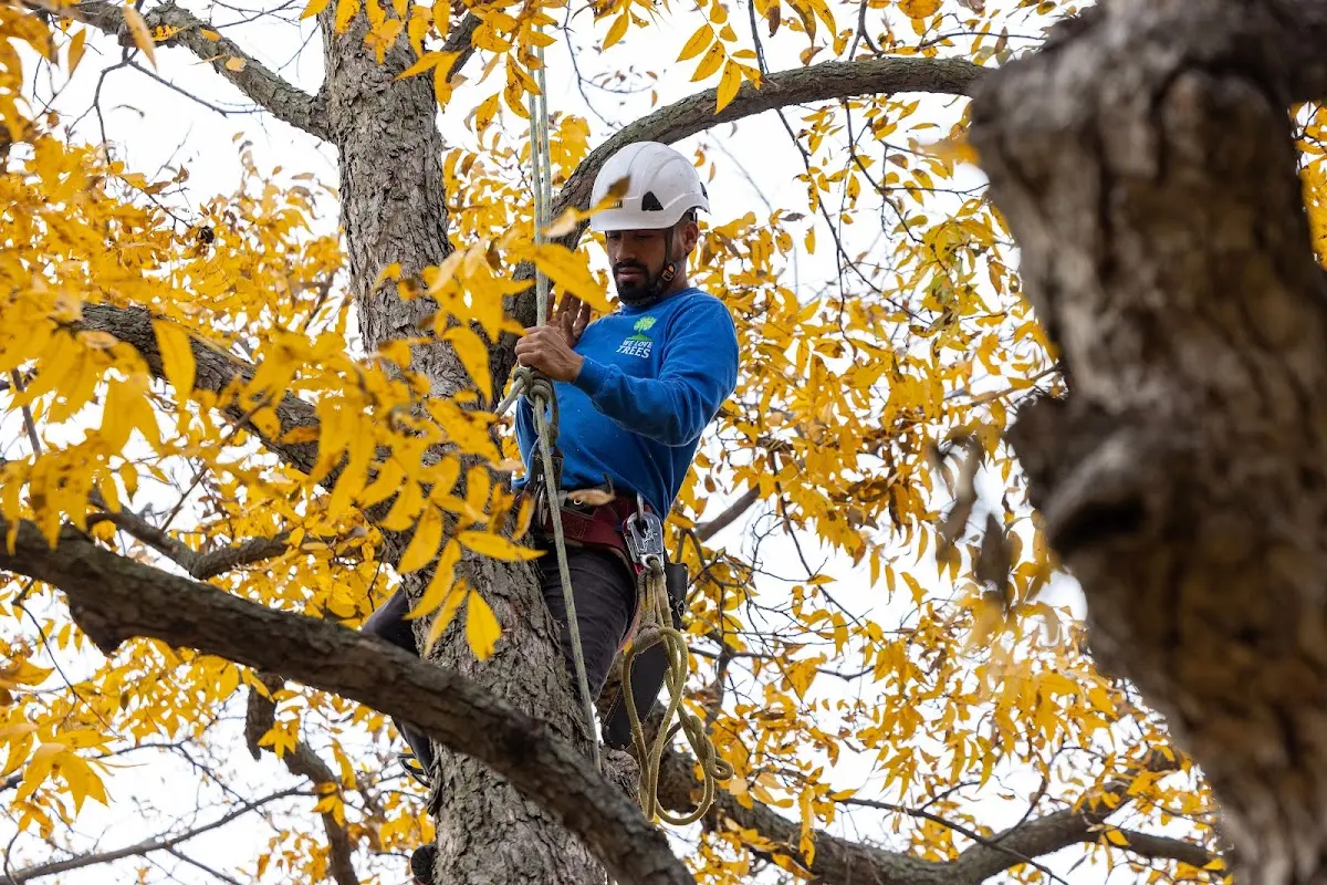 Skilled Storm Damage Cleanup crew working in Lisle